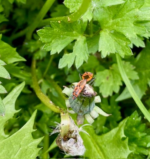 Bug May 25
